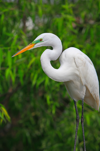 Graceful white egret standing against a background of lush green foliage.
