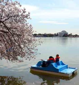 Two people pedal a blue boat across calm water near cherry blossoms, with the Jefferson Memorial in the distance.