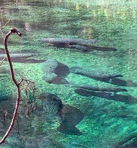 Crystal-clear waters revealing submerged logs, with the tranquility of nature casting a serene spell.