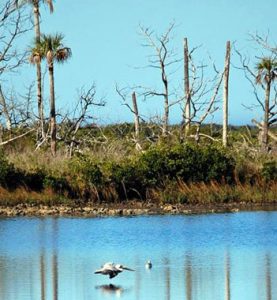 A bird in flight over a tranquil body of water with palm trees and bare trunks reflecting on the surface, under a clear blue sky.