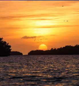 A serene sunset with a warm glowing sky above a tranquil body of water, silhouettes of birds flying in the distance, and the sun nestled between the horizon and a line of trees.