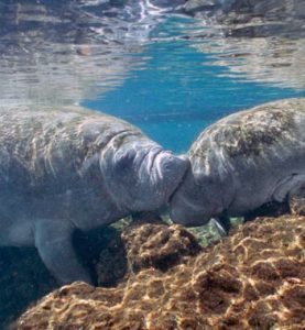 Two manatees touch noses in a serene underwater encounter, surrounded by the tranquil blues and greens of their aquatic habitat.