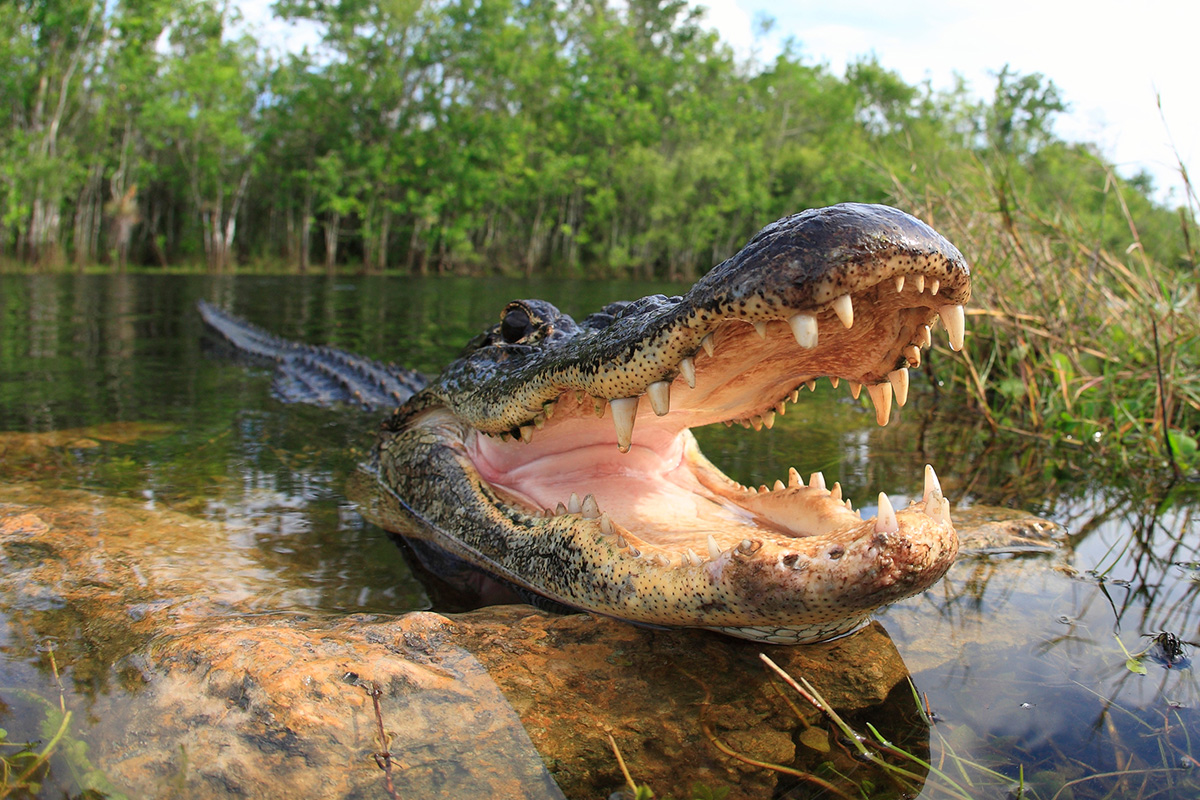 Florida alligator