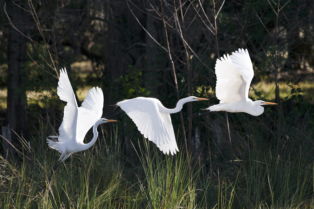 White birds flying