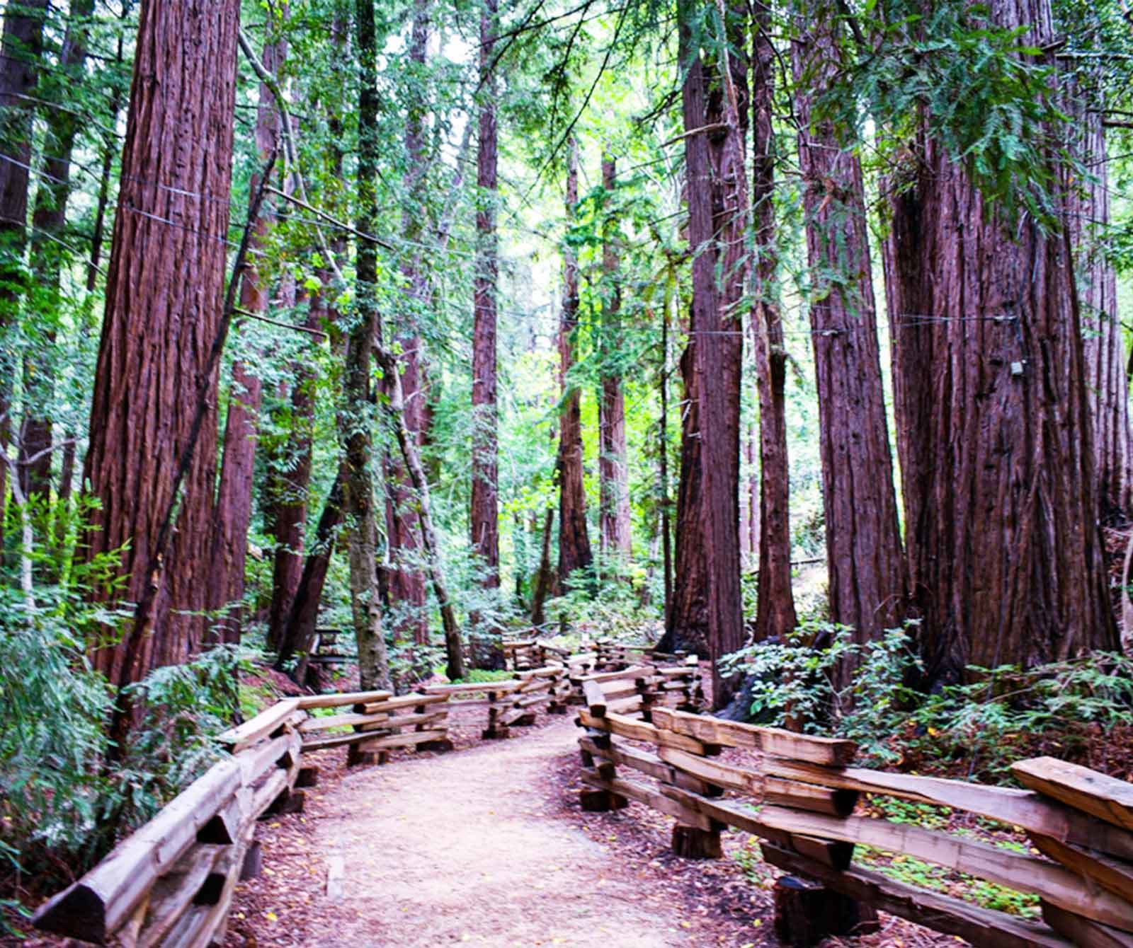 pacifico collection - redwoods at big sur