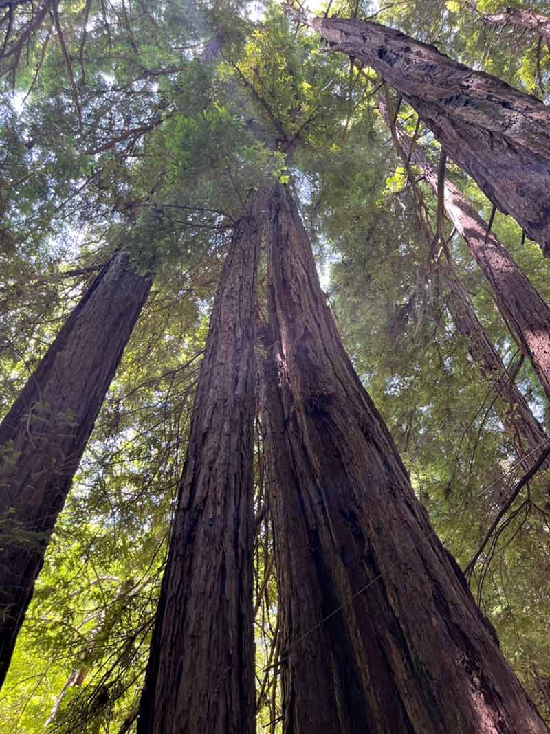 big sur redwoods