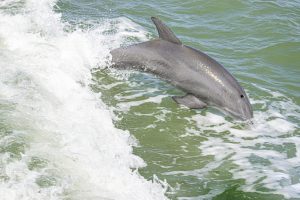 Dolphin jumping alongside a 10,000 Islands Boat Tour, creating splashes in the calm green waters near the boat's wake.
